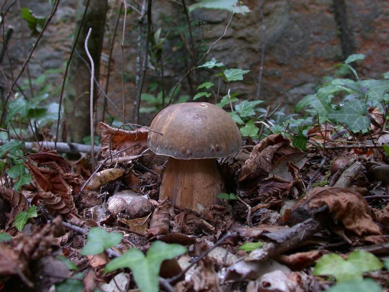 Escursione autunnale in Corsica - 3